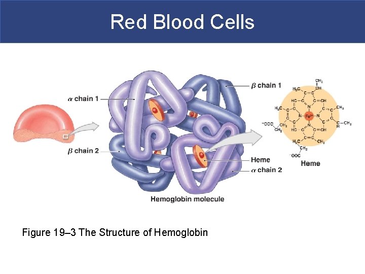 Red Blood Cells Figure 19– 3 The Structure of Hemoglobin 