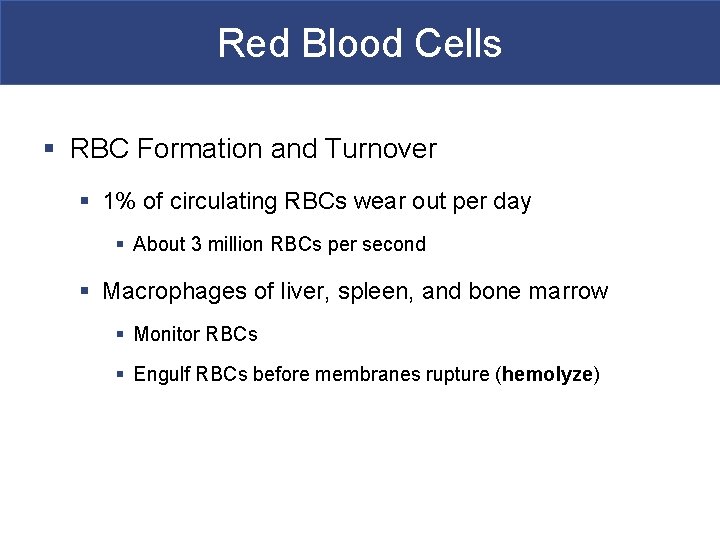 Red Blood Cells § RBC Formation and Turnover § 1% of circulating RBCs wear