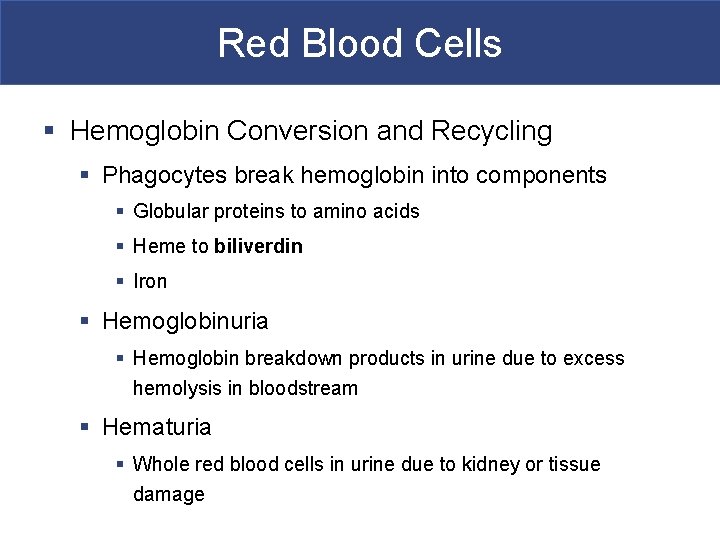 Red Blood Cells § Hemoglobin Conversion and Recycling § Phagocytes break hemoglobin into components