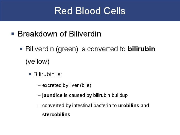 Red Blood Cells § Breakdown of Biliverdin § Biliverdin (green) is converted to bilirubin