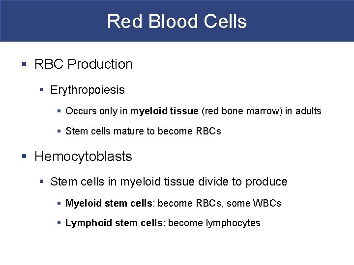 Red Blood Cells § RBC Production § Erythropoiesis § Occurs only in myeloid tissue