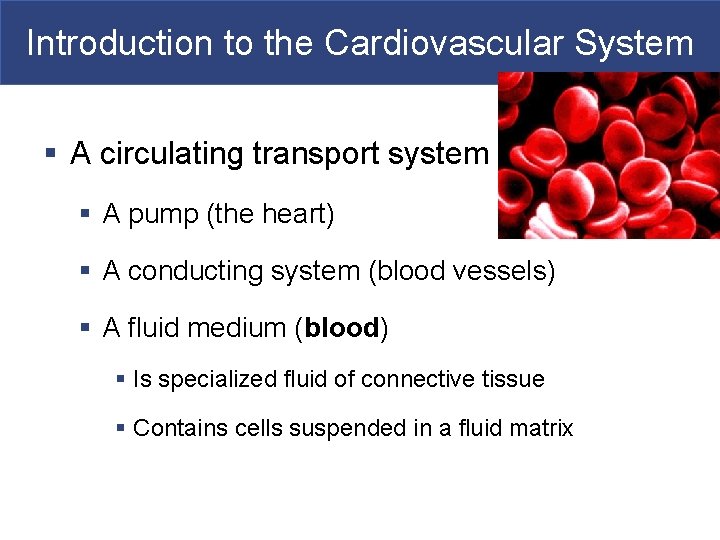 Introduction to the Cardiovascular System § A circulating transport system § A pump (the