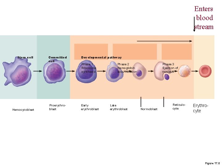 Enters blood stream Stem cell Hemocytoblast Committed cell Developmental pathway Proerythroblast Early erythroblast Phase