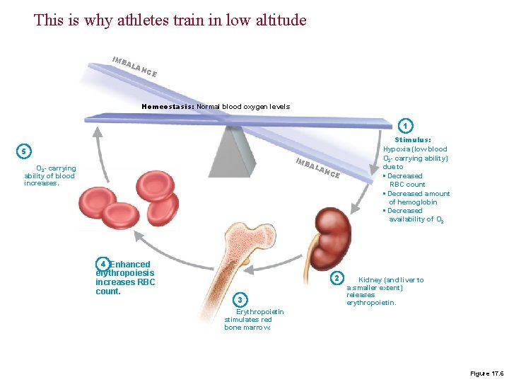 This is why athletes train in low altitude IMB AL AN C E Homeostasis: