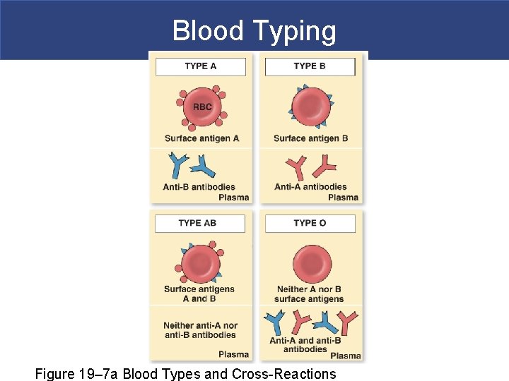 Blood Typing Figure 19– 7 a Blood Types and Cross-Reactions 