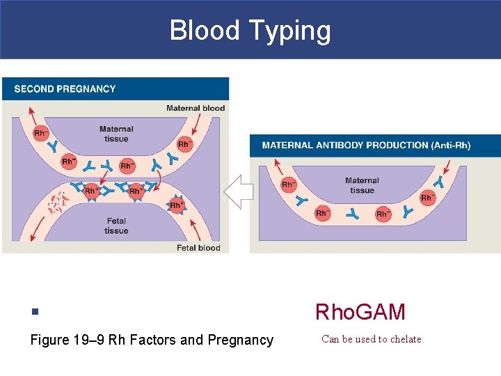 Blood Typing § Figure 19– 9 Rh Factors and Pregnancy Rho. GAM Can be
