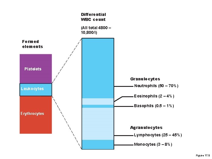 Differential WBC count (All total 4800 – 10, 800/l) Formed elements Platelets Granulocytes Leukocytes