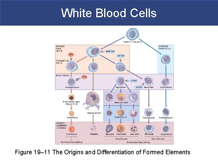 White Blood Cells Figure 19– 11 The Origins and Differentiation of Formed Elements 