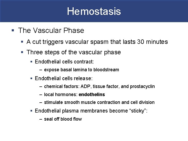 Hemostasis § The Vascular Phase § A cut triggers vascular spasm that lasts 30