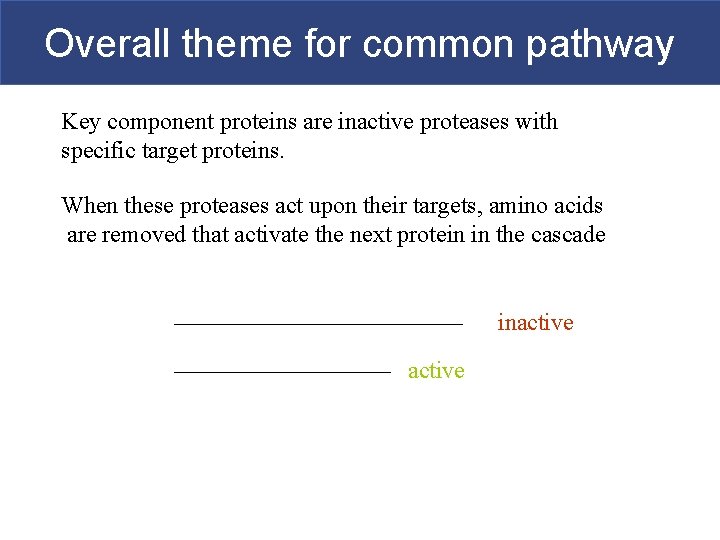 Overall theme for common pathway Key component proteins are inactive proteases with specific target