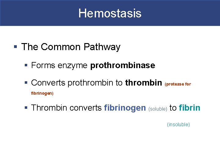 Hemostasis § The Common Pathway § Forms enzyme prothrombinase § Converts prothrombin to thrombin