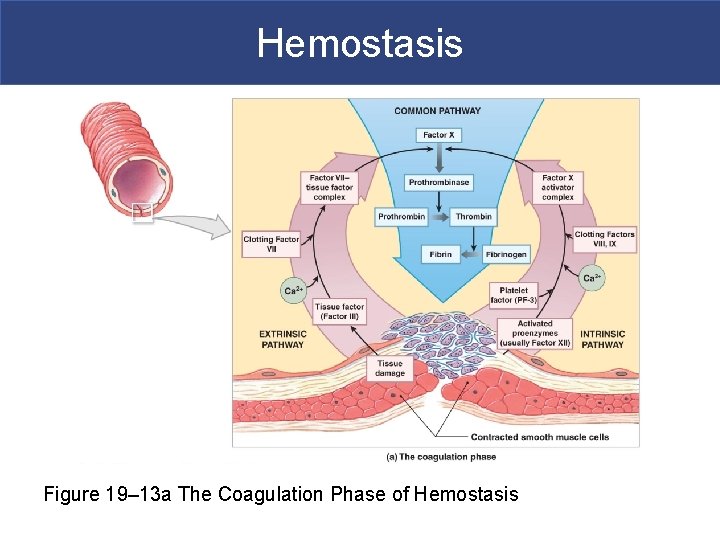 Hemostasis Figure 19– 13 a The Coagulation Phase of Hemostasis 