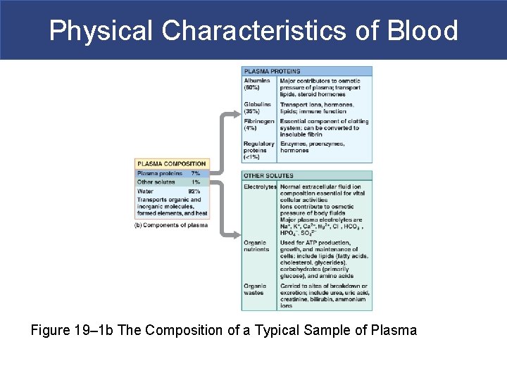 Physical Characteristics of Blood Figure 19– 1 b The Composition of a Typical Sample