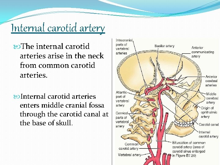 Internal carotid artery The internal carotid arteries arise in the neck from common carotid