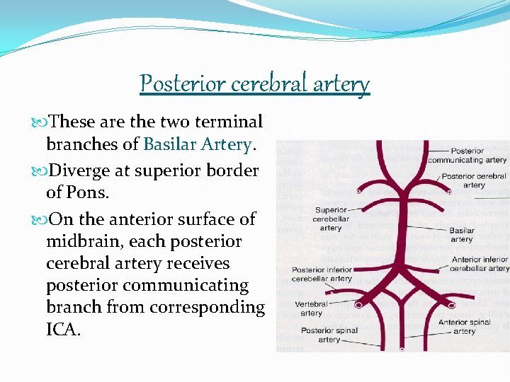Posterior cerebral artery These are the two terminal branches of Basilar Artery. Diverge at