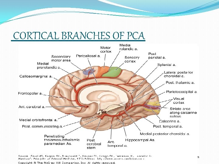 CORTICAL BRANCHES OF PCA 