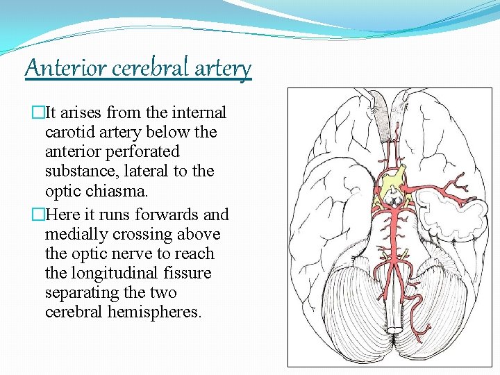 Anterior cerebral artery �It arises from the internal carotid artery below the anterior perforated