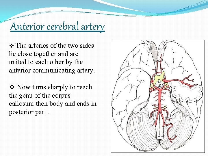 Anterior cerebral artery v The arteries of the two sides lie close together and