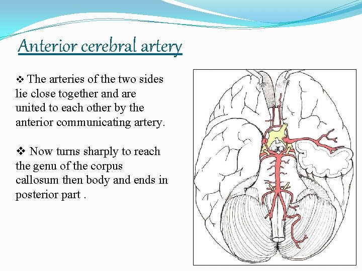 Anterior cerebral artery v The arteries of the two sides lie close together and
