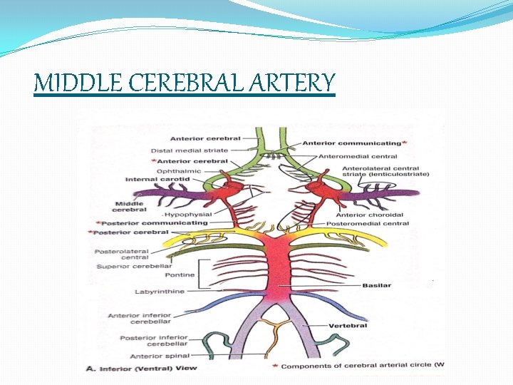 MIDDLE CEREBRAL ARTERY 