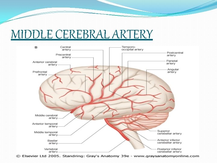 MIDDLE CEREBRAL ARTERY 