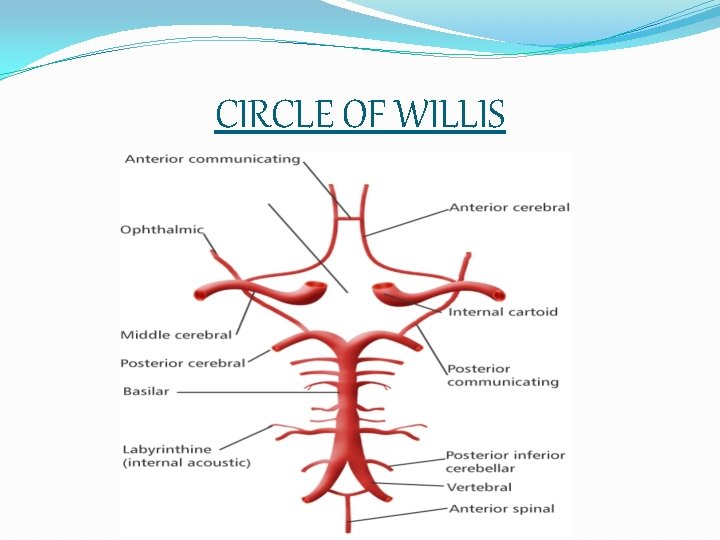 CIRCLE OF WILLIS 