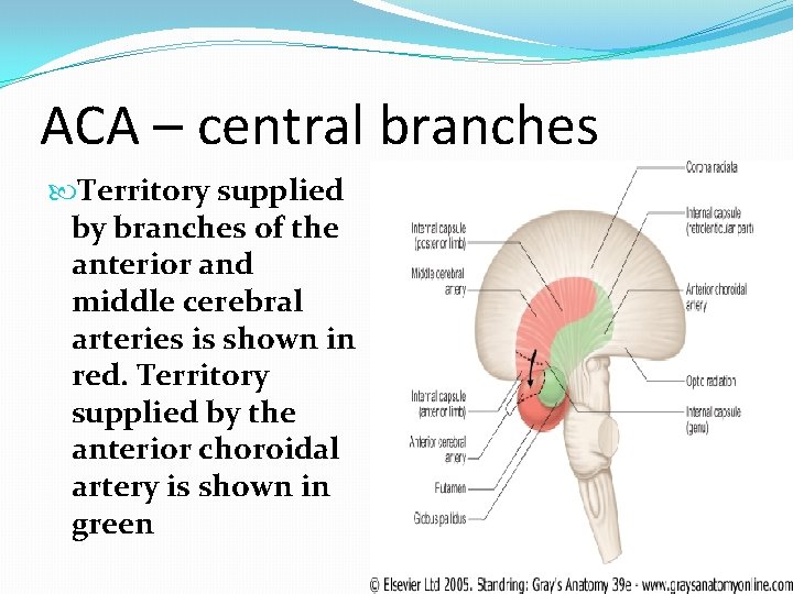 ACA – central branches Territory supplied by branches of the anterior and middle cerebral