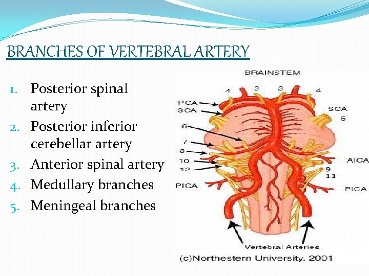 BRANCHES OF VERTEBRAL ARTERY 1. Posterior spinal artery 2. Posterior inferior cerebellar artery 3.