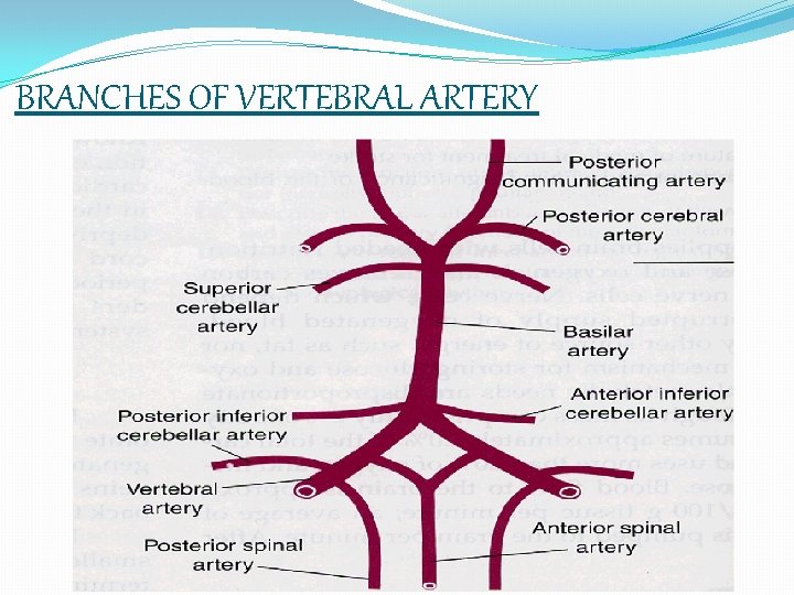 BRANCHES OF VERTEBRAL ARTERY 