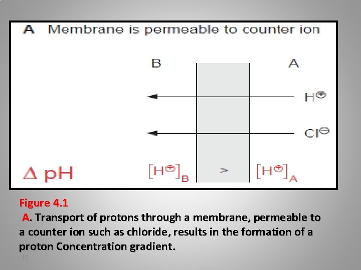 Figure 4. 1 A. Transport of protons through a membrane, permeable to a counter