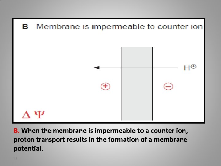 B. When the membrane is impermeable to a counter ion, proton transport results in