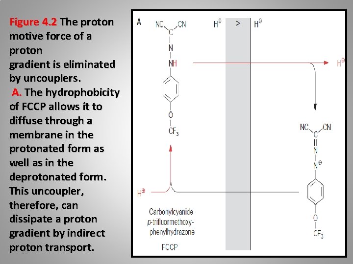 Figure 4. 2 The proton motive force of a proton gradient is eliminated by