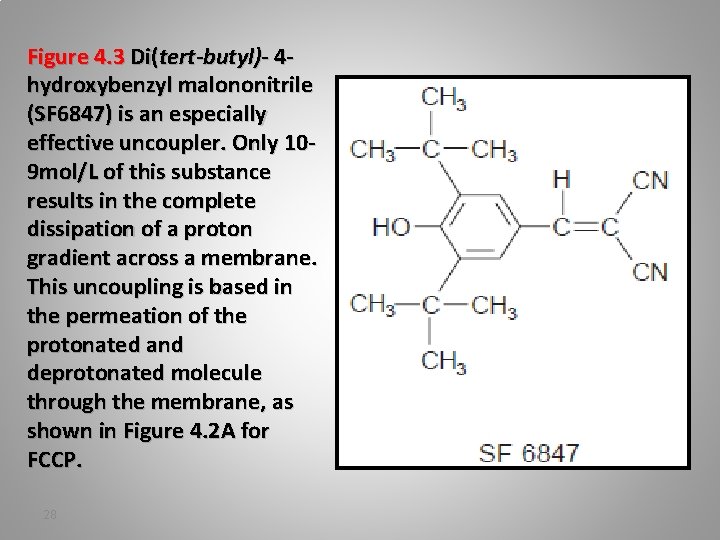 Figure 4. 3 Di(tert-butyl)- 4 hydroxybenzyl malononitrile (SF 6847) is an especially effective uncoupler.