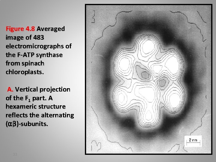 Figure 4. 8 Averaged image of 483 electromicrographs of the F-ATP synthase from spinach