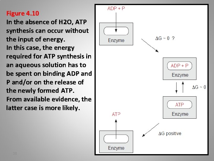 Figure 4. 10 In the absence of H 2 O, ATP synthesis can occur