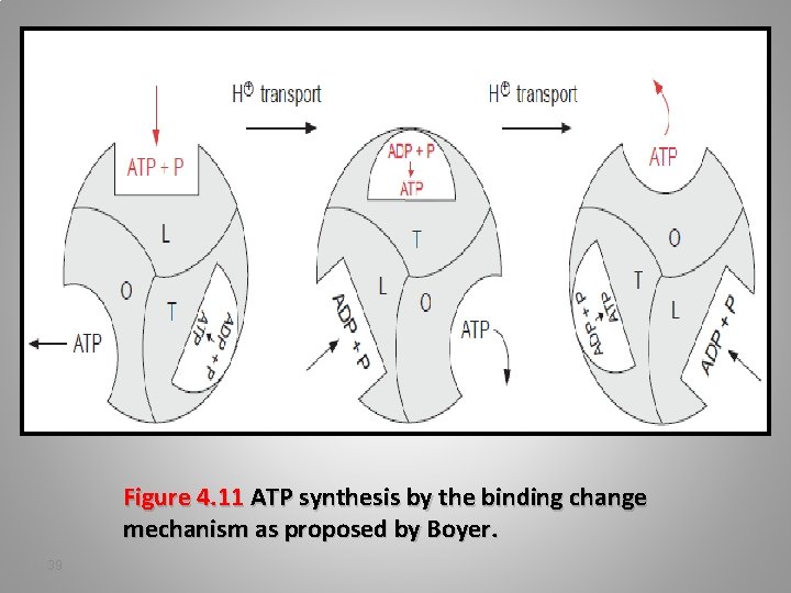 Figure 4. 11 ATP synthesis by the binding change mechanism as proposed by Boyer.