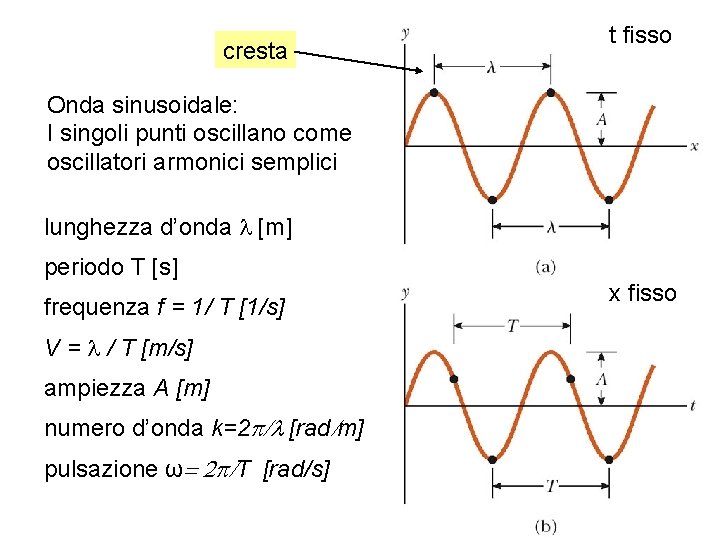 cresta t fisso Onda sinusoidale: I singoli punti oscillano come oscillatori armonici semplici lunghezza
