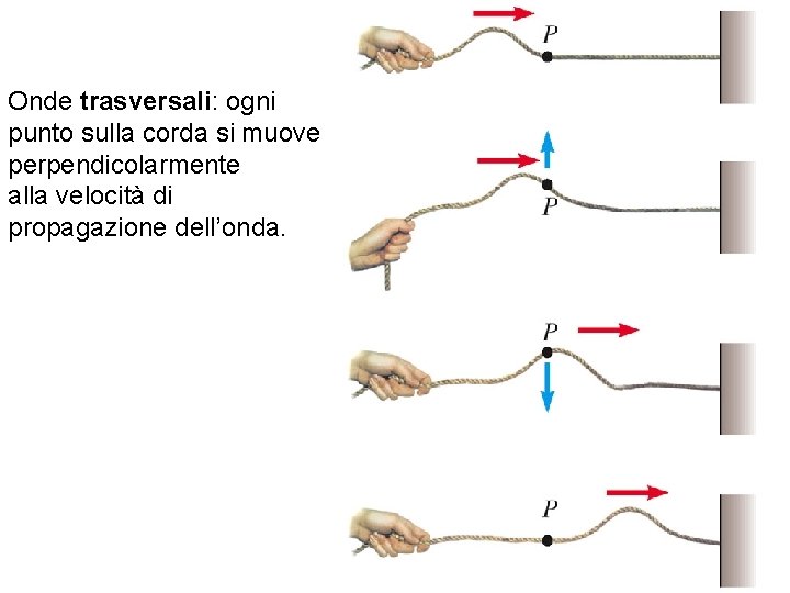 Onde trasversali: ogni punto sulla corda si muove perpendicolarmente alla velocità di propagazione dell’onda.