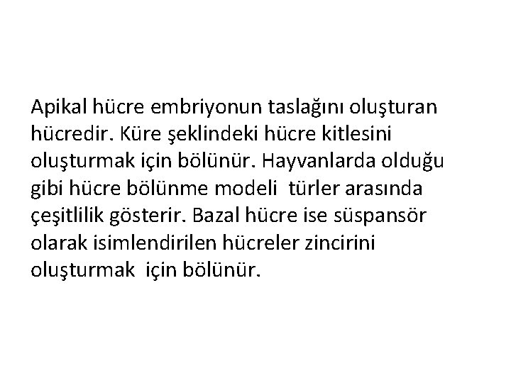 Apikal hücre embriyonun taslağını oluşturan hücredir. Küre şeklindeki hücre kitlesini oluşturmak için bölünür. Hayvanlarda