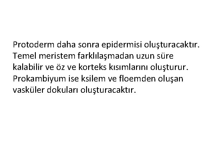 Protoderm daha sonra epidermisi oluşturacaktır. Temel meristem farklılaşmadan uzun süre kalabilir ve öz ve