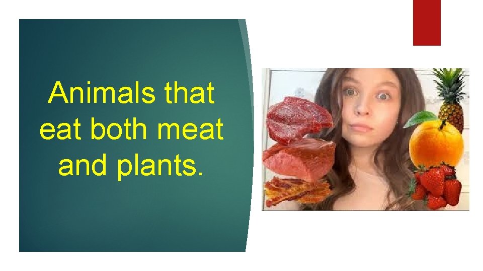 Animals that eat both meat and plants. 
