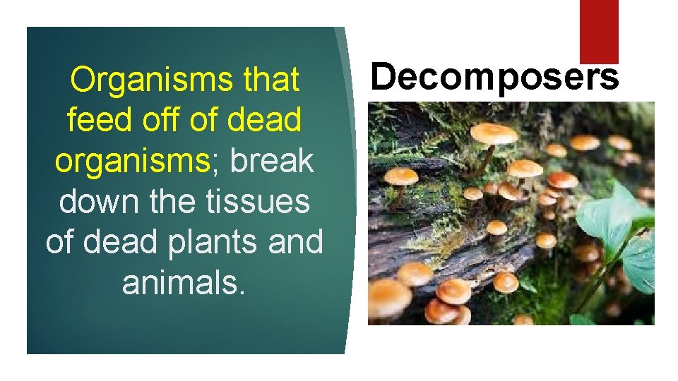 Organisms that feed off of dead organisms; break down the tissues of dead plants