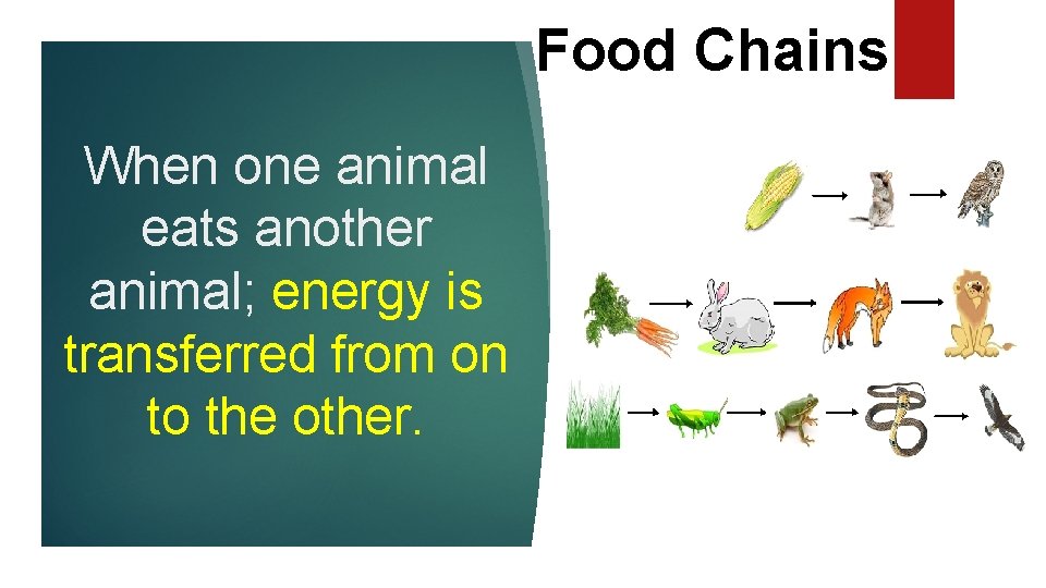 Food Chains When one animal eats another animal; energy is transferred from on to