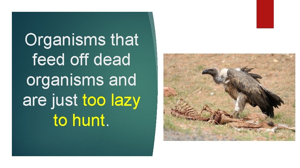 Organisms that feed off dead organisms and are just too lazy to hunt. 