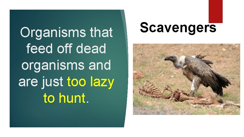 Organisms that feed off dead organisms and are just too lazy to hunt. Scavengers