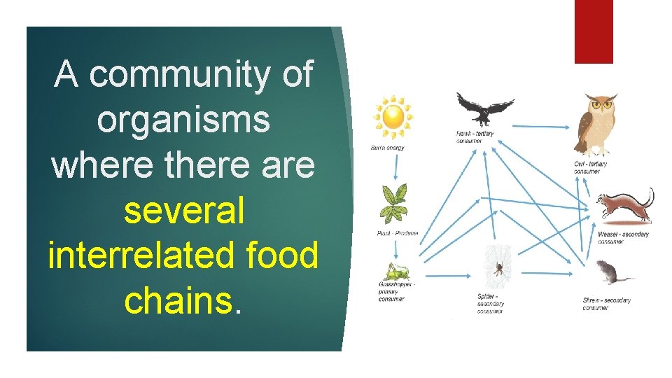 A community of organisms where there are several interrelated food chains. 