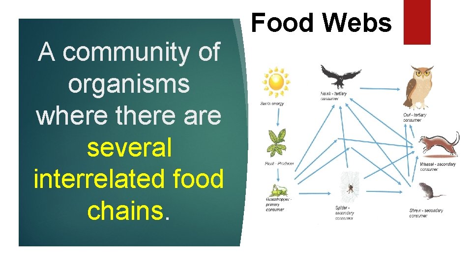 A community of organisms where there are several interrelated food chains. Food Webs 
