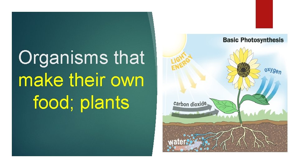 Organisms that make their own food; plants 