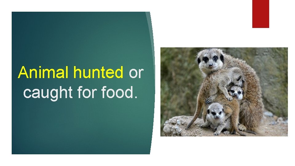 Animal hunted or caught for food. 