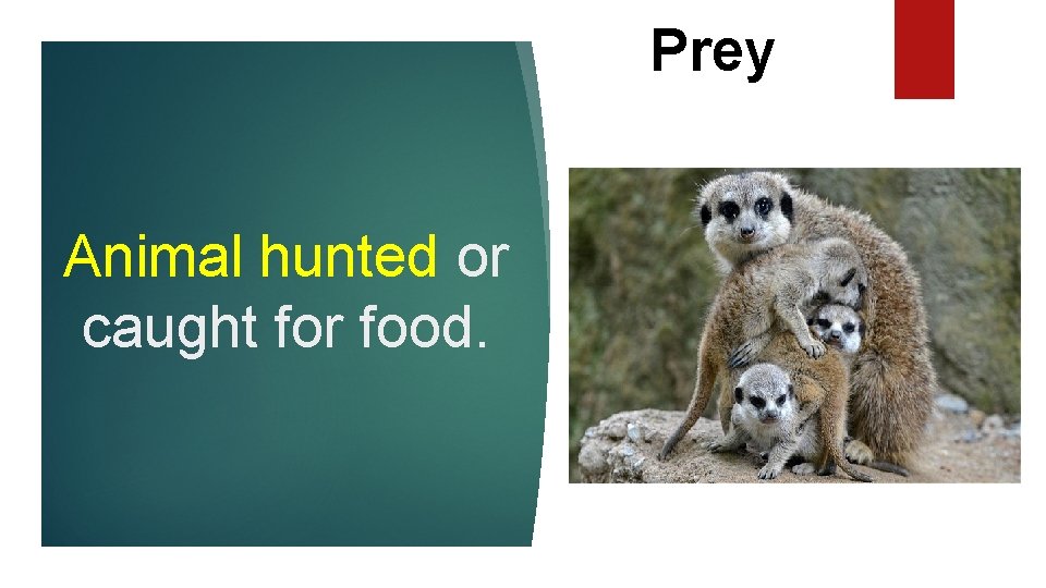 Prey Animal hunted or caught for food. 
